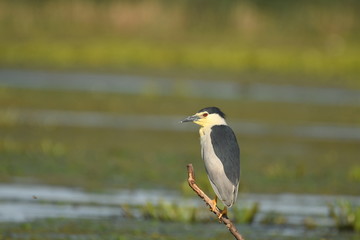 Night Heron (Nycticorax nycticorax) 