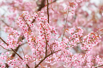 Wild Himalayan Cherry Blossoms in spring season (Prunus cerasoides), Sakura in Thailand, selective focus, Phu Lom Lo, Loei, Thailand.