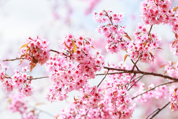 Wild Himalayan Cherry Blossoms in spring season (Prunus cerasoides), Sakura in Thailand, selective focus, Phu Lom Lo, Loei, Thailand.