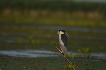 Night Heron (Nycticorax nycticorax) 