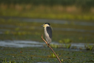 Night Heron (Nycticorax nycticorax) 