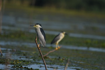 Night Heron (Nycticorax nycticorax) 