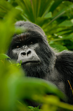 George, Silverback Mountain Gorilla