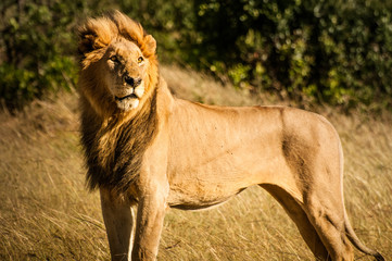 Male Lion, Masaii Mara, Kenya