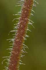 Hairs (trichomes) on the stem of Waterleaf Hydrophyllum sp).