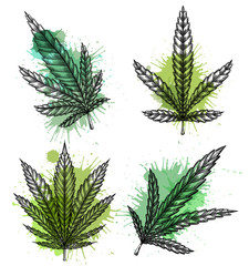 Fototapeta na wymiar Set of different leaves of marijuana with hatching and watercolor splashes. The object is separate from the background. Vector engraving element for menus, articles, cards and your creativity