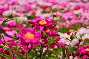 美しい芍薬の花