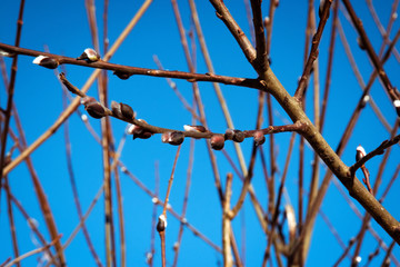 branches of a willow on a blue background