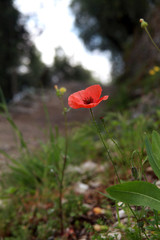 Wegbegleiter nach Campo di Brenzone