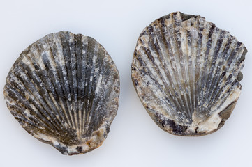 Fossilized clam shell found on the Oregon Coast. USA.