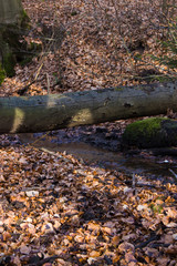 stream in autumn