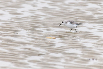 A sanderling (calidris alba) on the beach