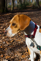 beagle in the forest