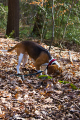beagle in the forest