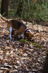 beagle in the forest