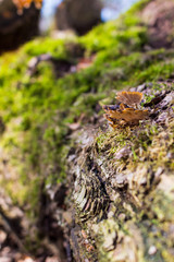 moss an mushroom at the tree