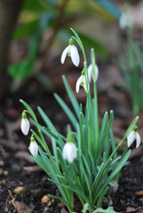 Schneeglöckchen (Galanthus)