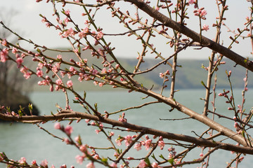 cherry tree blossom on the background of the river