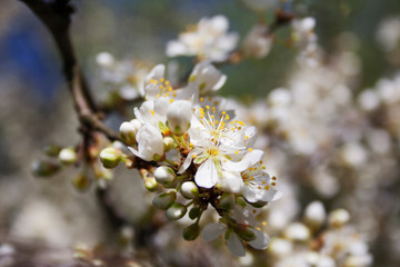 flowers in spring