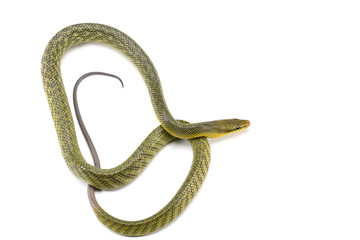 The red-tailed green ratsnake isolated on white background