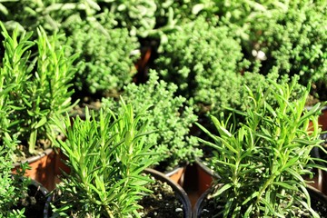 Fresh aromatic herbs in a shop