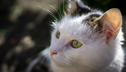 Cat with green eyes.