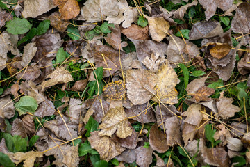 Autumn leaves on the ground.