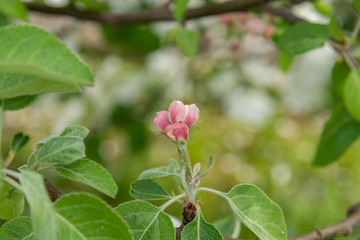 pink young blossom on apple tree