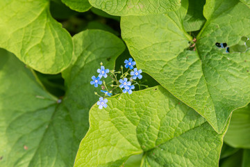 green leaves and blue blossoms