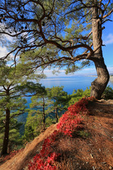 Beautiful natural landscape with pine trees and red leaves against the background of the sea