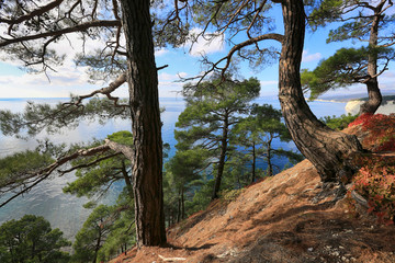 Beautiful natural landscape with pine trees on a slope on the Black Sea coast