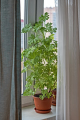 geranium plant on the windowsill