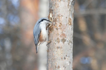 Nuthatch on the tree is looking for food.