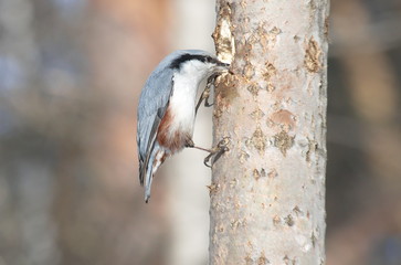 Nuthatch on the tree is looking for food.