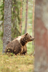bear in forest scenery