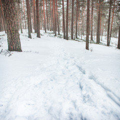 Winter forest with pines in snow.