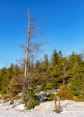 Schwarzwald Baum