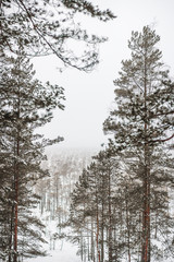 Winter forest with pines in snow.