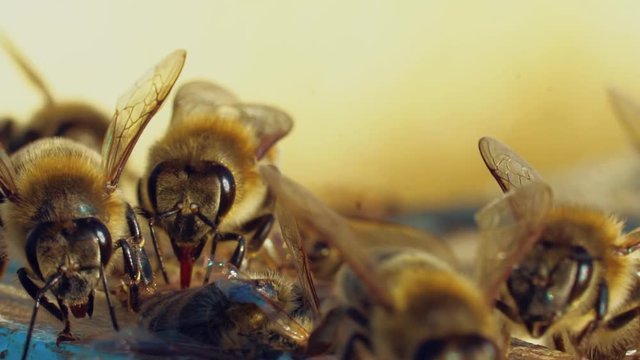 One dead bee is lying on a surface and other bees crawling on it outdoors. Slow motion of honey insects on a beehive. Macro shot of apiary