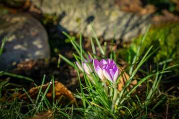 Krokus Frühlingsbote