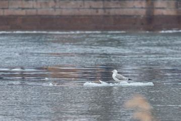 Gulls on a drifting ice floe © rostovdriver