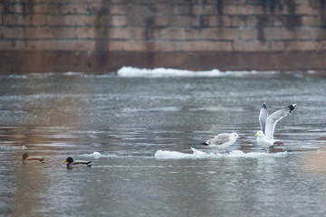 Gulls on a drifting ice floe © rostovdriver