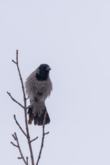 Grey crow standing on tree branche on cloudy sky background