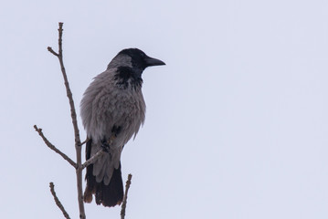 Grey crow standing on tree branche on cloudy sky background