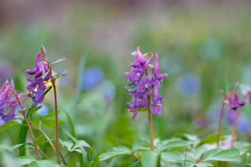 purple violet flowers bloom among green grass