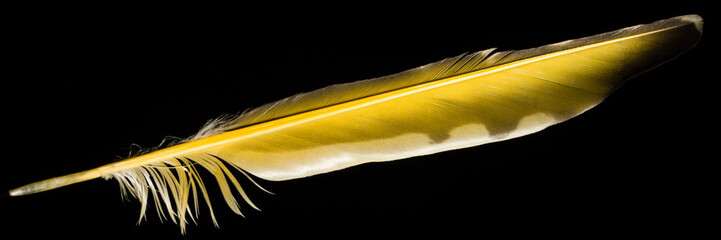 Northern Flicker Feather - Feather from a Yellow-shafted Norther Flicker(Colaptes auratus).