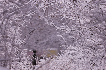 Winter landscape scene with falling snow - wonderland forest with snowfall. Snowy scene with Christmas and New Year mood