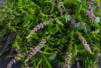 Fresh mint with flowers on a dark background.