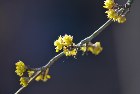 Bl&uuml;ten einer Kornelkirsche (Cornus mas)