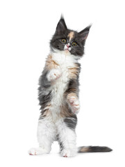 Obraz premium Cute funny tortie bicolor Maine Coon cat kitten, standing / playing on hind paws like meerkat. Looking up beside camera with brown /green eyes. Isolated on white background.